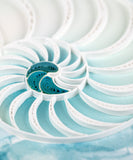 A close up detail of the Quilled Abstract Nautilus Greeting Card.