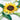 Quilled Wild Sunflowers Greeting Card - Quilling Card - Greeting Card