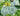 Art - Size Artist Series – Roses, van Gogh - Quilling Card - Artist Series