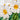 Quilled White Daisies in Jar Greeting Card - Quilling Card - Greeting Card