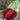 Flowers & Fruit Still Life Quilling Art Bookmark | Van Huysum - Quilling Card - Bookmark