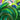 Framed Artist Series - Quilled The Path through the Irises, Monet - Quilling Card - Artist Series