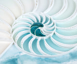 Quilled Abstract Nautilus Greeting Card