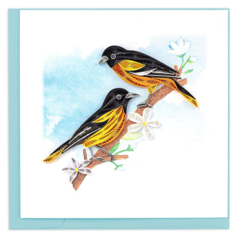 Orioles, branch, white flowers