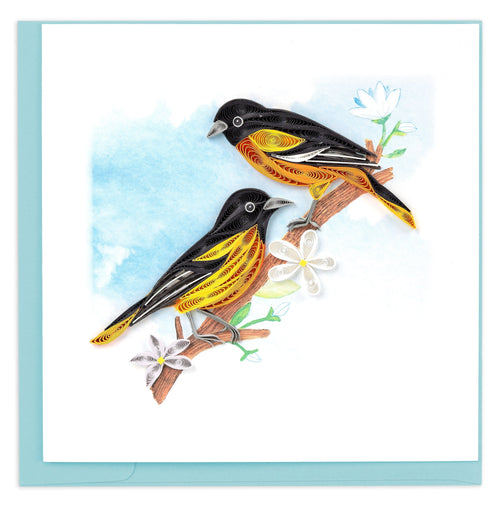 Orioles, branch, white flowers