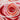 Quilled Rose Bloom Greeting Card - Quilling Card - Greeting Card
