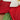 Handmade Red Poinsettia Greeting Card - Quilling Card
