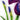 Quilled Iris Flower Greeting Card - Quilling Card - Greeting Card