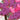 Quilled Bougainvillea Greeting Card - Quilling Card - Greeting Card