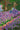Art-Size Artist Series - The Artist's Garden at Giverny, Monet