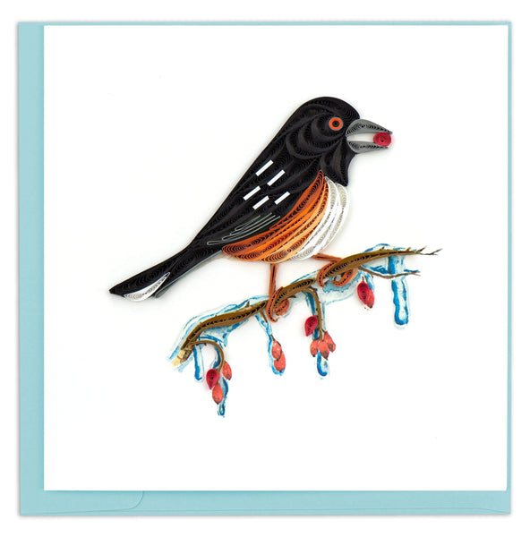 Blank greeting card of a quilled black bird with orange belly holding a red berry in his beak on an ice covered branch