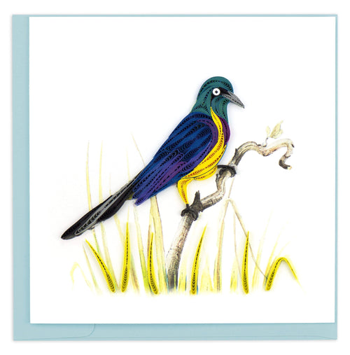 Blank Quilled Card of a colorful Golden Breasted Starling