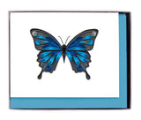 Quilled Butterflies: Collection 2 Note Card Box Set